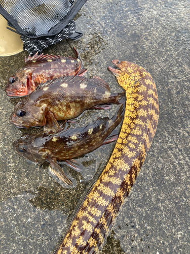 ウツボの釣果