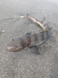 サメの釣果