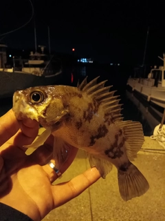 メバルの釣果