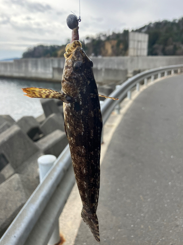 アイナメの釣果