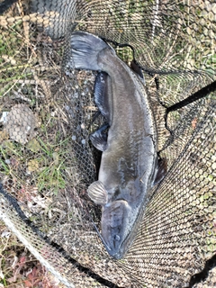 アメリカナマズの釣果