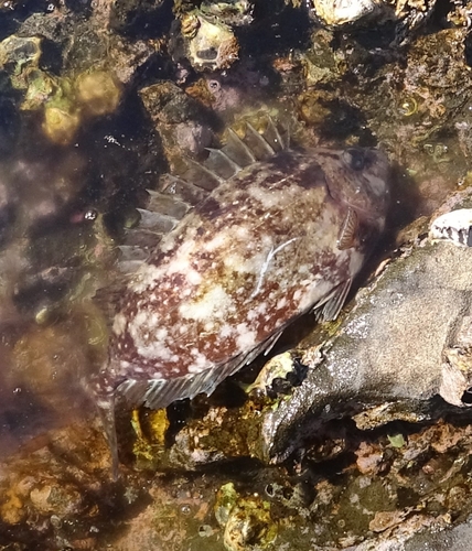 アイゴの釣果