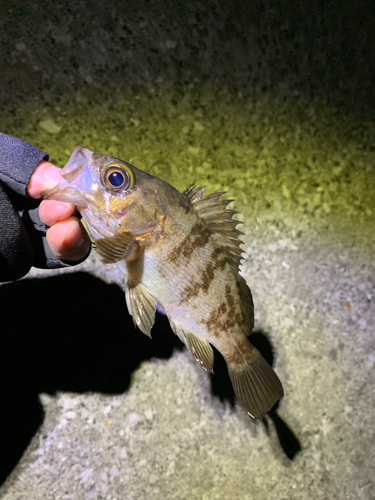 メバルの釣果