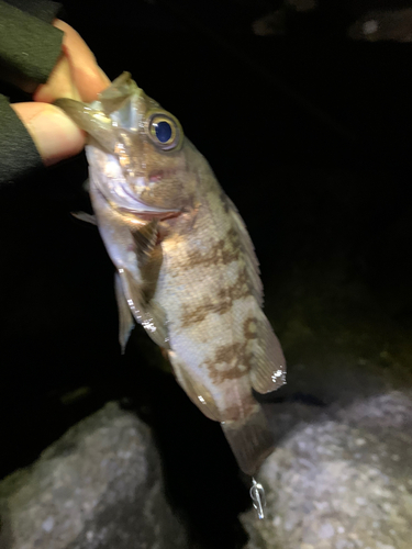 メバルの釣果