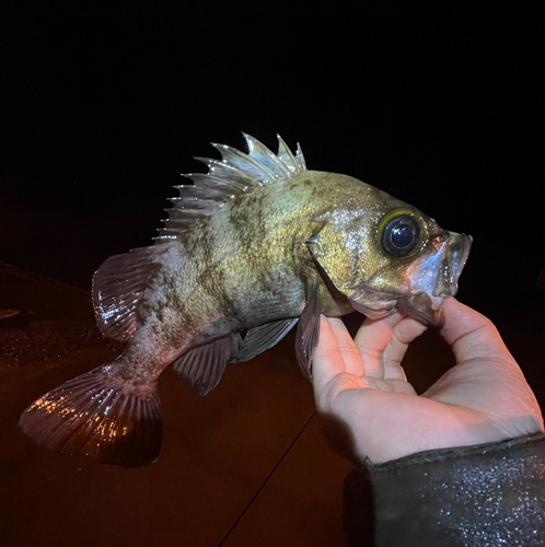 シロメバルの釣果