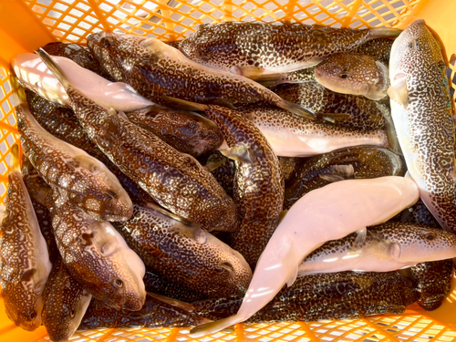 ショウサイフグの釣果