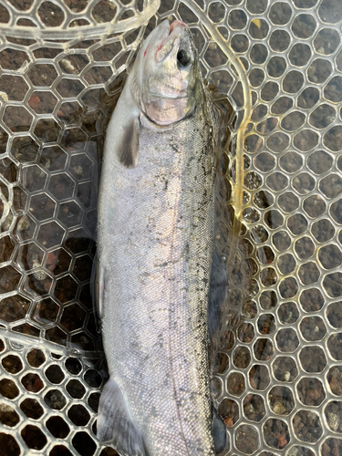 ニジマスの釣果