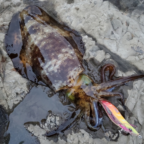 アオリイカの釣果