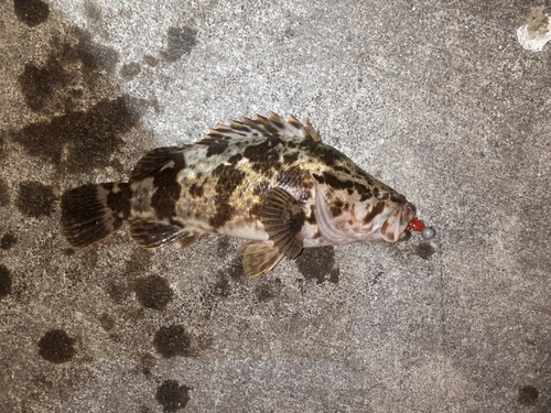 タケノコメバルの釣果