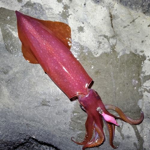 ケンサキイカの釣果