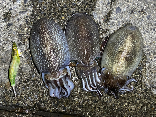 シリヤケイカの釣果