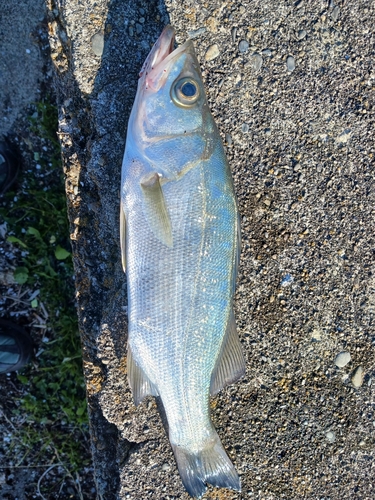 ヒラスズキの釣果