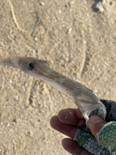 アオヤガラの釣果