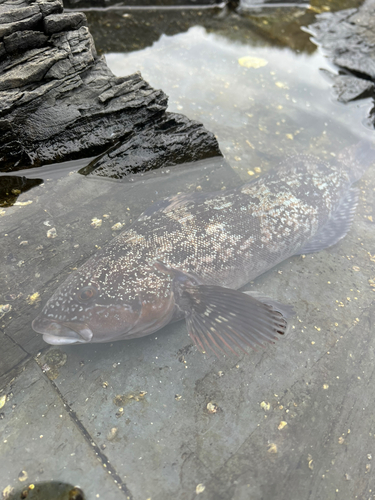 アイナメの釣果