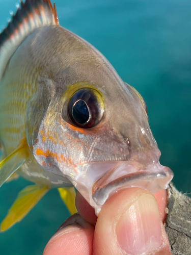 オキフエダイの釣果