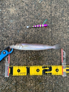 シロギスの釣果