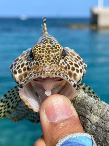 カンモンハタの釣果