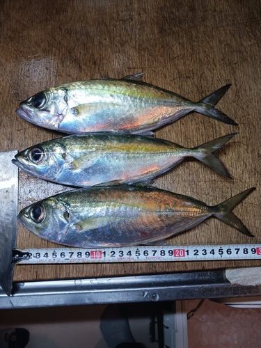 メアジの釣果