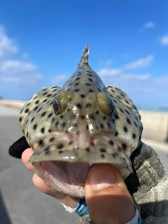 ヒレグロハタの釣果