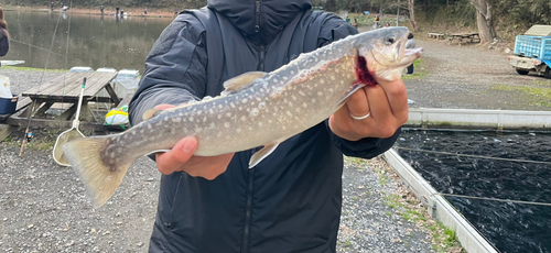 イワナの釣果