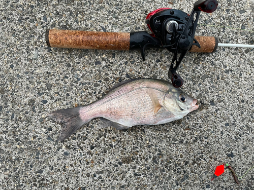 ウミタナゴの釣果