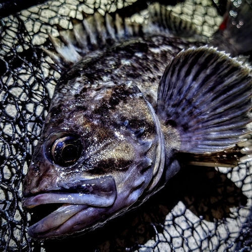 クロソイの釣果