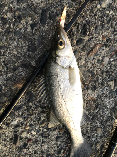 セイゴ（マルスズキ）の釣果