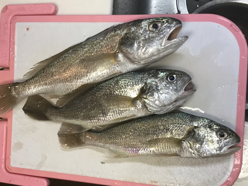 イシモチの釣果