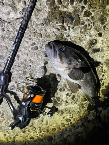 クロソイの釣果