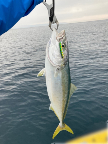 ハマチの釣果