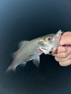 スズキの釣果