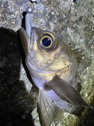 シロメバルの釣果