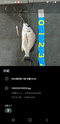 キビレの釣果