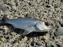 セイゴ（マルスズキ）の釣果