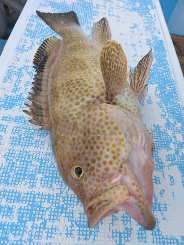 オオモンハタの釣果