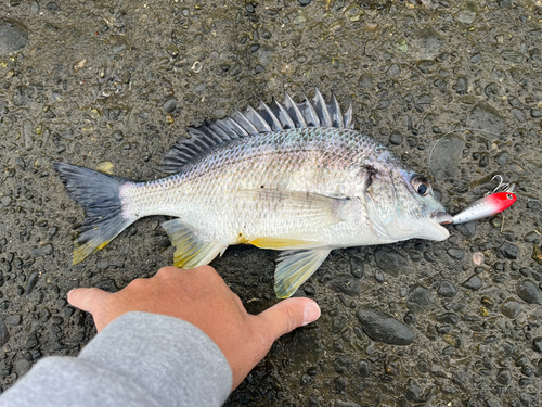 キビレの釣果