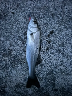 スズキの釣果