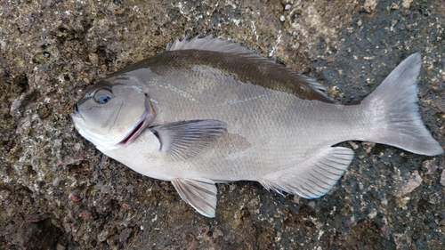 オナガグレの釣果