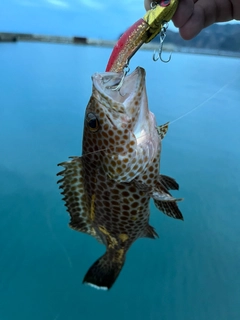 オオモンハタの釣果