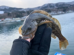 アイナメの釣果