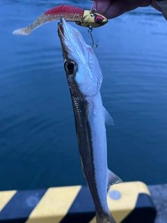 オオモンハタの釣果