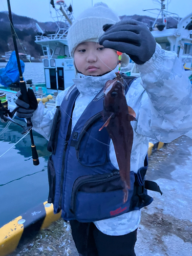 ドンコの釣果