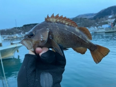 エゾメバルの釣果