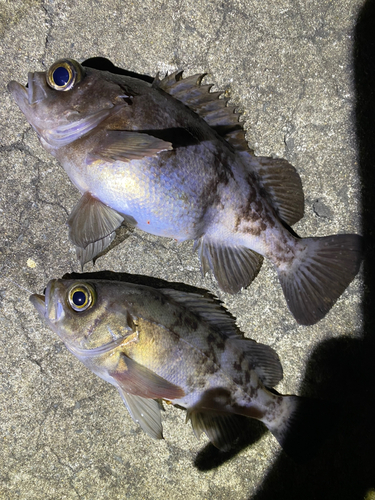 メバルの釣果