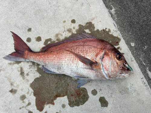 タイの釣果