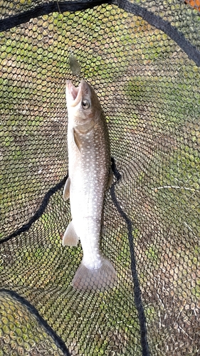 アメマスの釣果