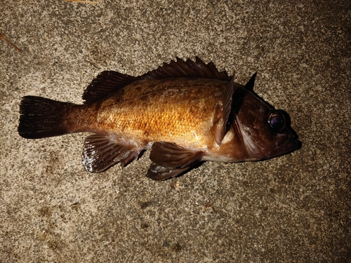 メバルの釣果