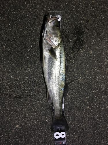 マルスズキの釣果