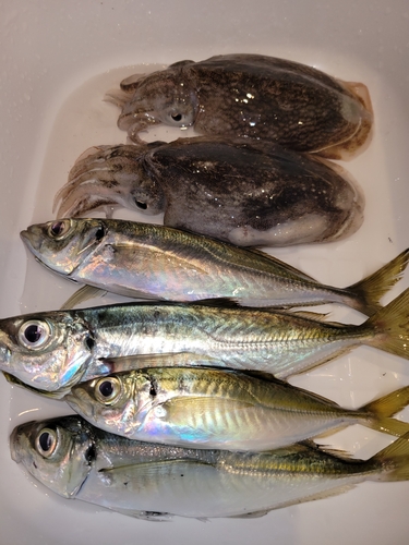 アジの釣果