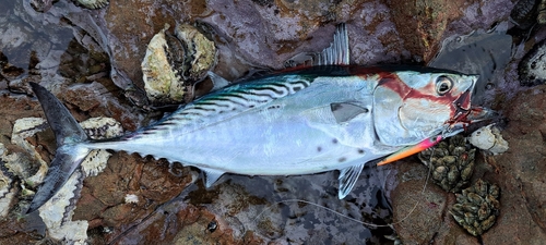 スマガツオの釣果